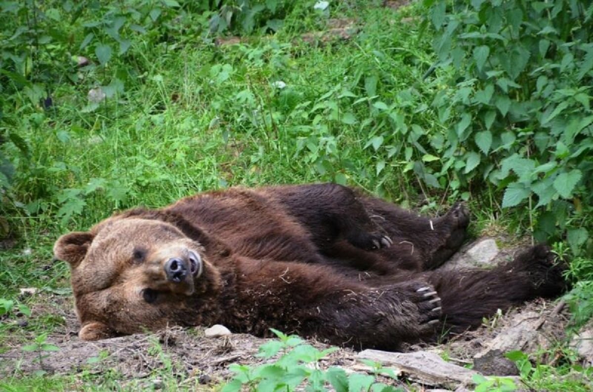 Orso trovato morto in Trentino è il terzo caso in 50 giorni