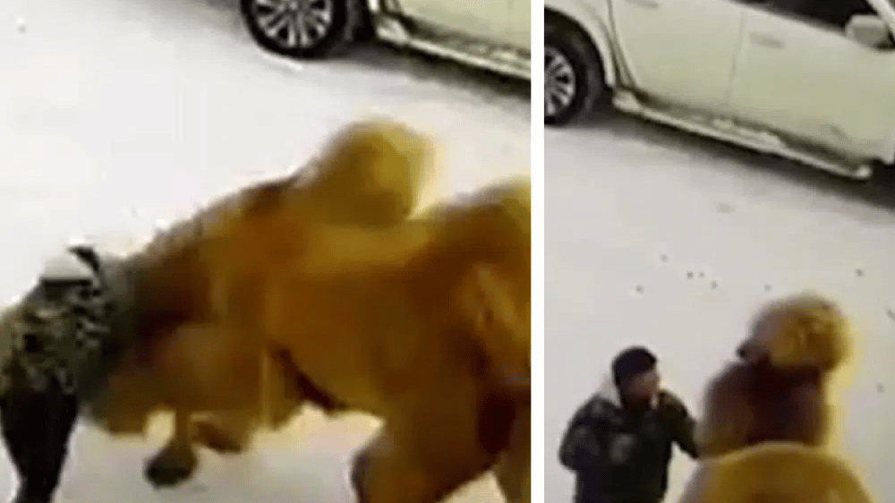 Colpisce il cammello con un pugno sul muso, l'animale reagisce e lo uccide.