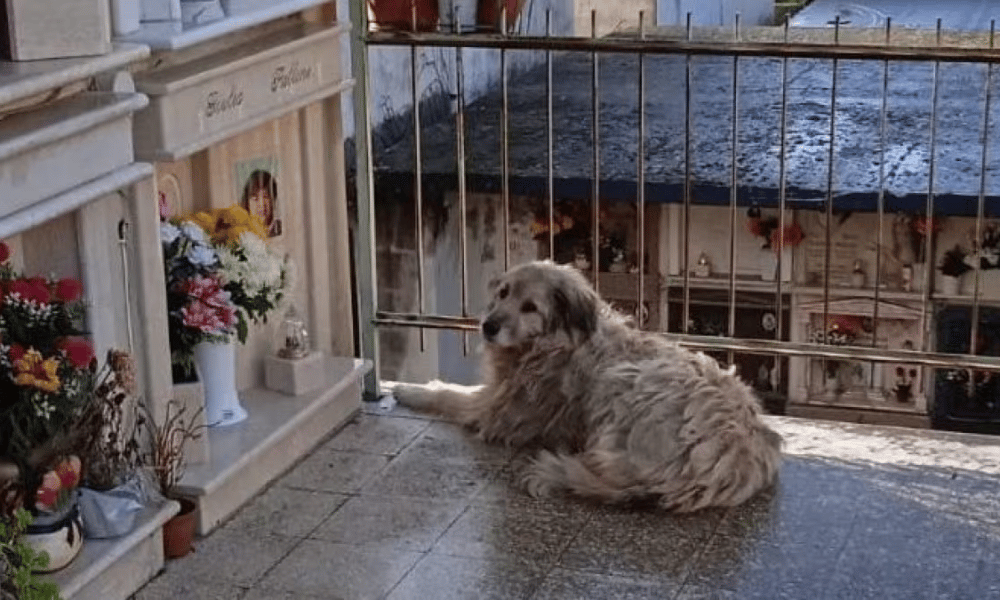 La storia di Magda, il cane che da anni va a trovare la padrona defunta al cimitero a Catanzaro.