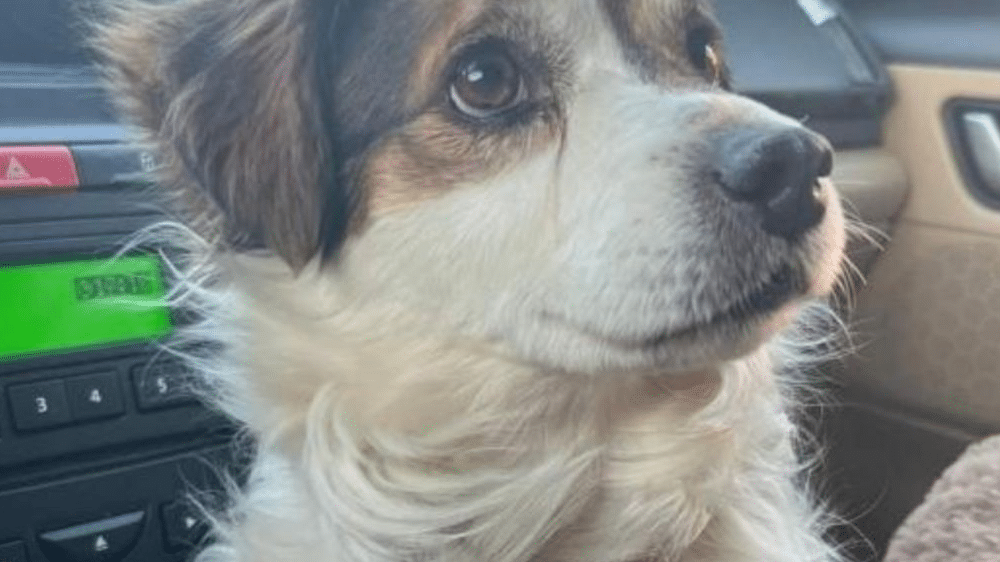 Il cane Lapo dà l'ultimo saluto alla padrona in ospedale.