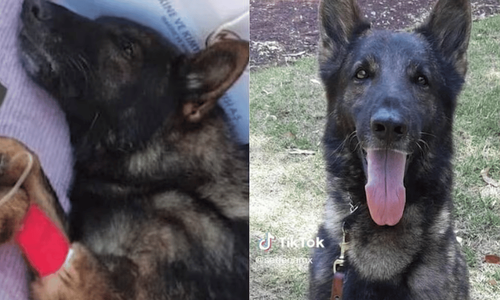 Proteo, il cane eroe che ha salvato molte vite dopo il terremoto in Turchia.