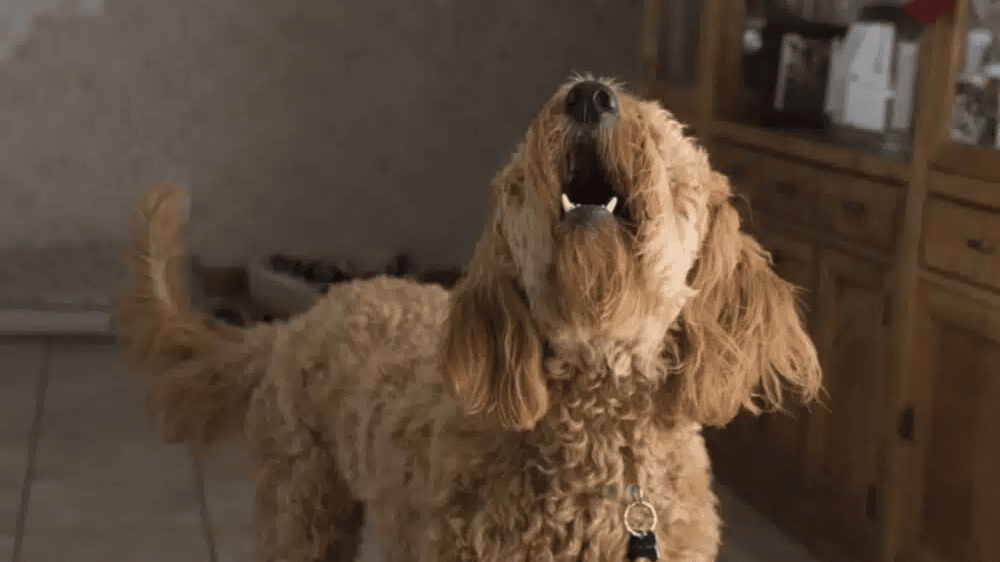 Il cane si accorge che il padrone non sta bene e lo salva richiamando l'attenzione dei vicini ad Ancona.