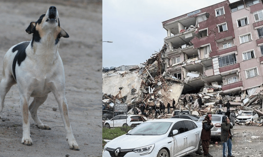 Il cane che ululava prima del devastante terremoto in Turchia.