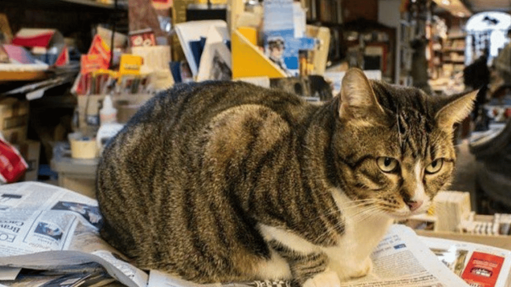 Tigre, la gatta della libreria "Acqua Alta" di Venezia, morta a 17 anni.
