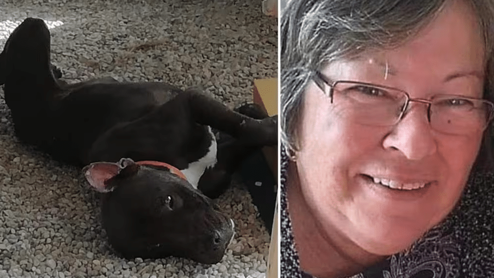 Donna sbranata e uccisa dal suo pitbull adottato venti anni fa: "Ferite catastrofiche"