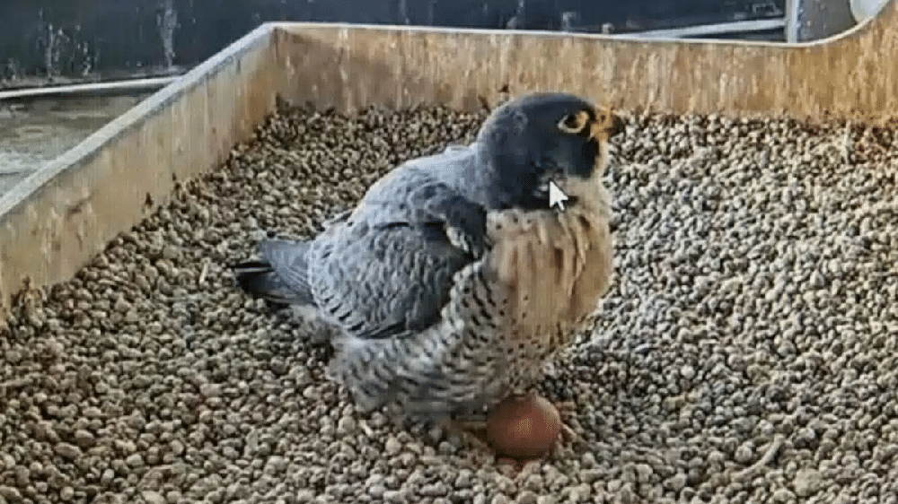 Telecamere fisse su Giò e Giulia, la coppia di falchetti pellegrini che ha deciso di mettere su famiglia