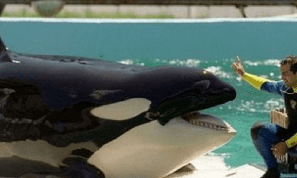 Terminata la prigionia, da oggi l'Orca Lolita è finalmente libera era stata catturata nel 1970