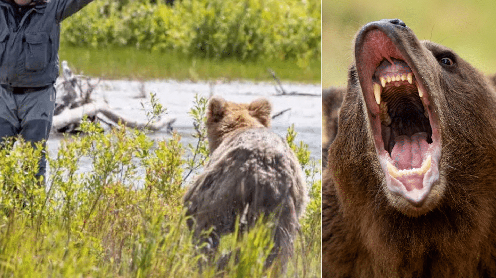 Trentino, escursionista aggredito da un orso mentre è a spasso con il cane: ferite al braccio e alla testa