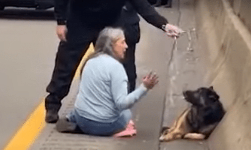 Cane ferito e abbandonato in autostrada una donna scende dall'auto e lo protegge (VIDEO)