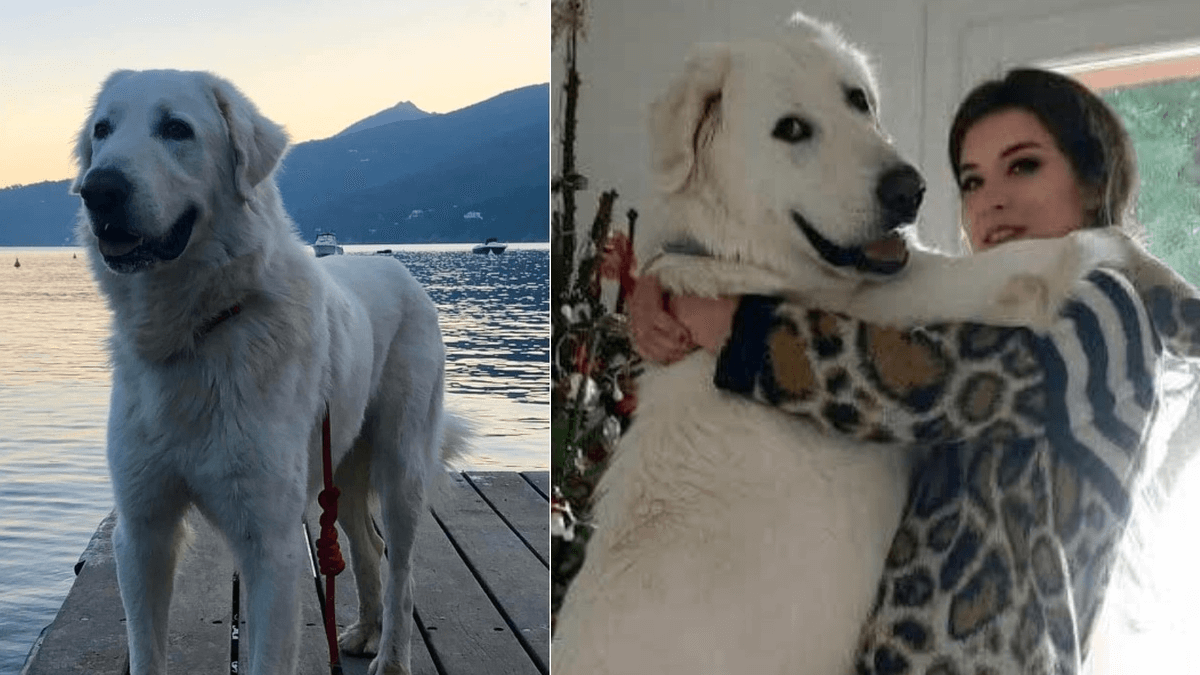 Cane morto su traghetto non c'erano veterinari sull'Isola d'Elba