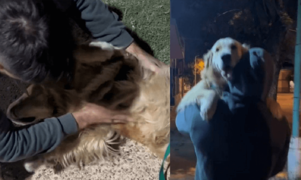 Cane rivede suo ex padrone oltre un anno la reazione è commovente (VIDEO)