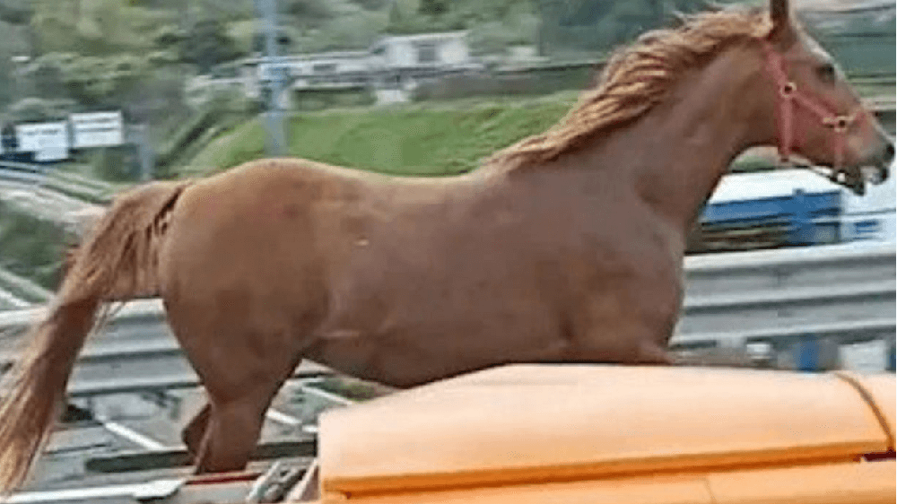 Cavallo galoppa contromano tra le auto il VIDEO shock girato sulla tangenziale di Napoli è virale