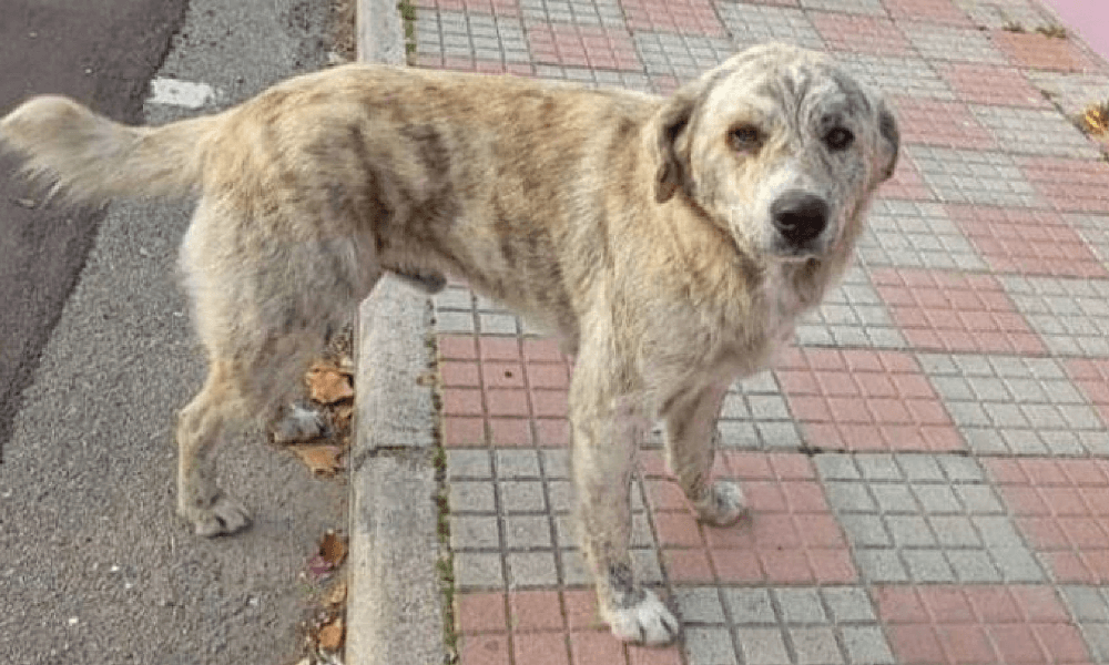 Lieto-fine per Poldo, il cane che aspettava i bambini davanti a scuola accalappiato e adottato