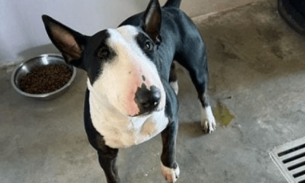 Padrone muore in aeroporto, il suo cane rimane da solo l'animale trova casa grazie al web