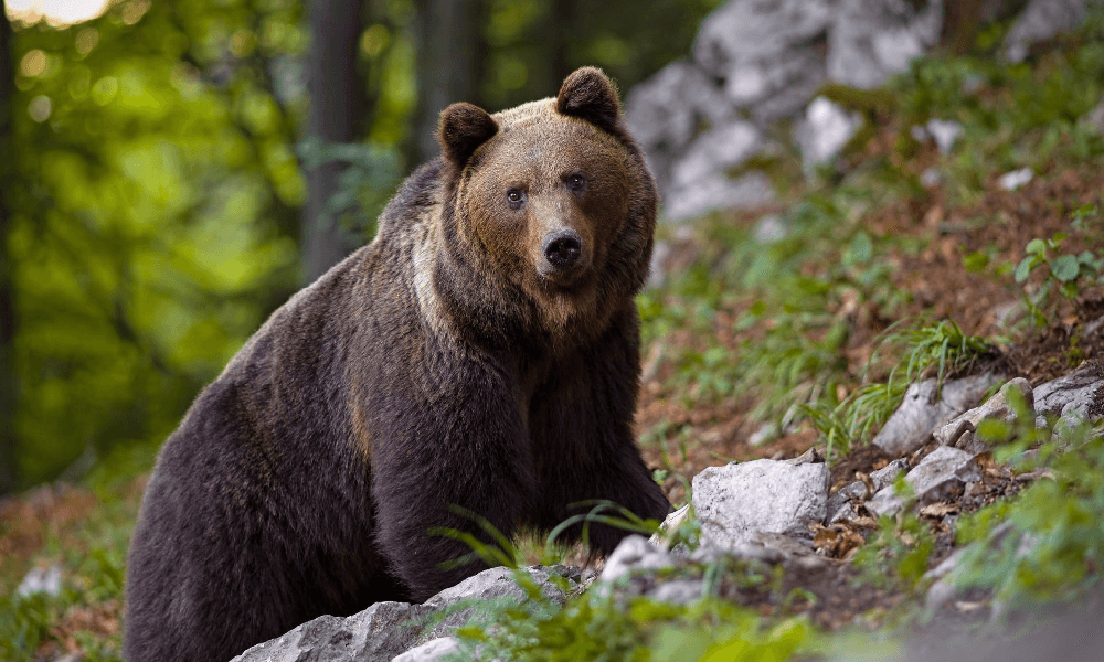 Sarà abbattuto l'orso MJ5 in Trentino verrà ucciso per aver aggredito un uomo a marzo