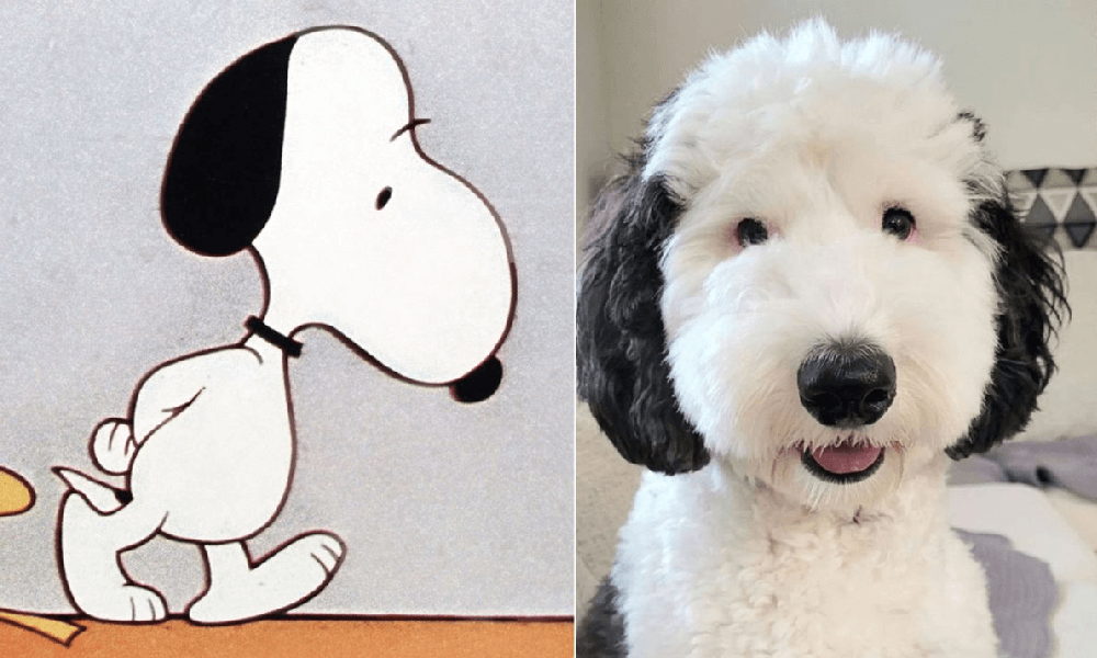 Snoopy esiste davvero e si chiama Bayley l'incredibile somiglianza con il cane dei fumetti