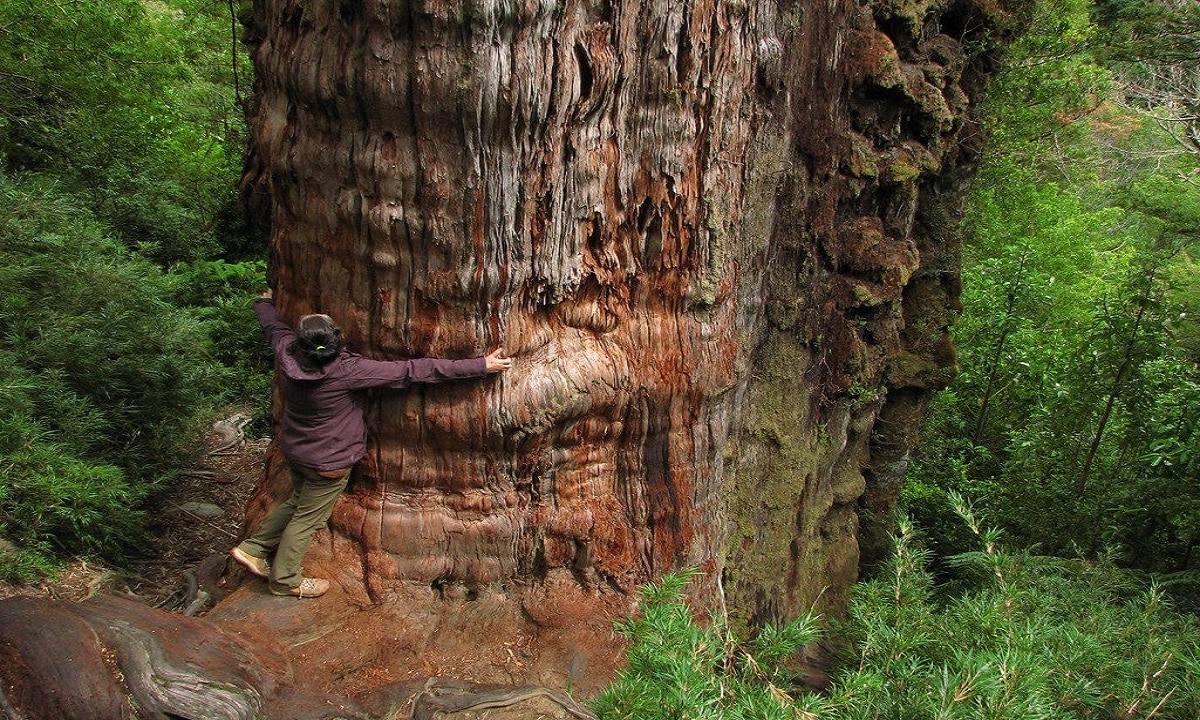 Bisnonno, l'albero più vecchio al mondo: il cipresso avrebbe 5.484 anni