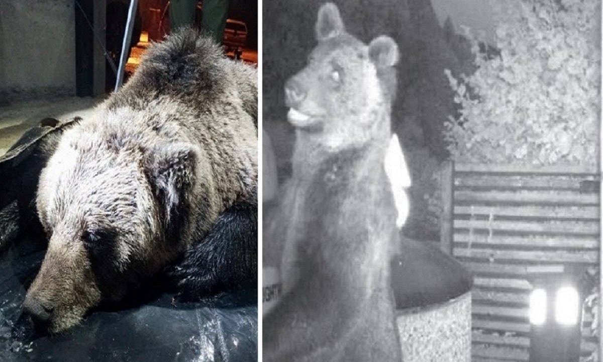 Trentino, morto l'orso M62: per Fugatti era "problematico"
