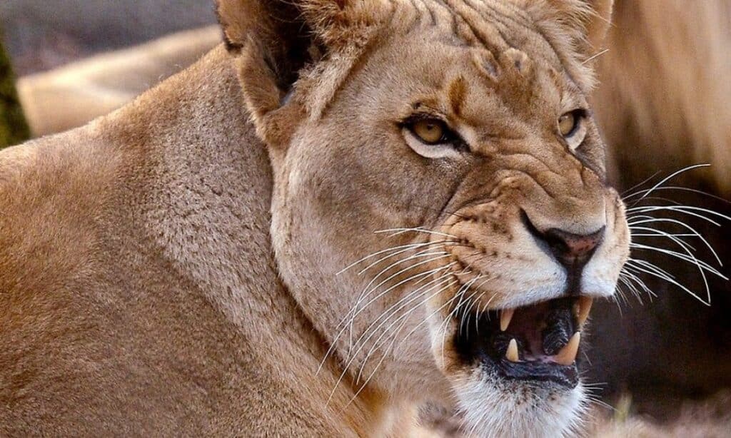 Bambino sbranato da una leonessa allo zoo