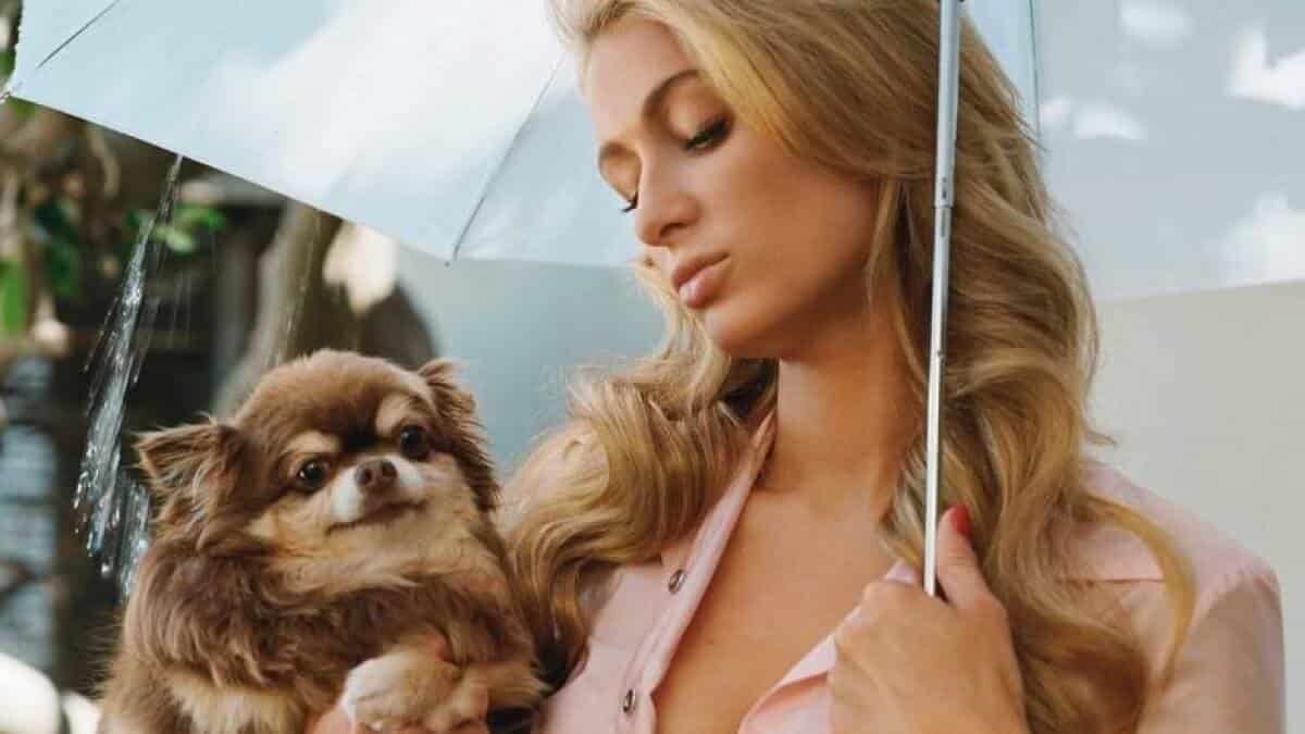 Morto Harajuku Bitch, il chihuahua di Paris Hilton