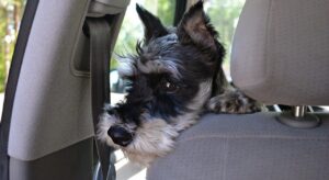 Conducente dell'automobile in stato alterato psicofisico mette al volante l'animale e fugge via