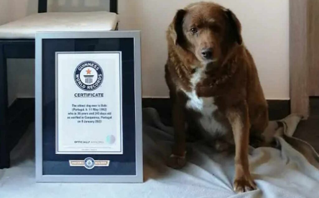 Il cane più vecchio del mondo ha spento 31 candeline: primato certificato dal Guinnes of Records