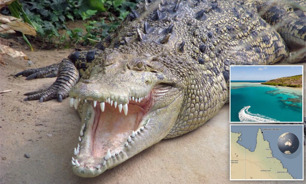 Un coccodrillo marino in Australia ha attaccato uno snorkeller. L'uomo è riuscito a liberarsi il la testa dalle fauci del rettile