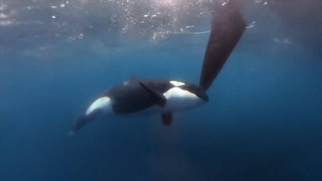 Orche attaccano imbarcazioni OceanRace