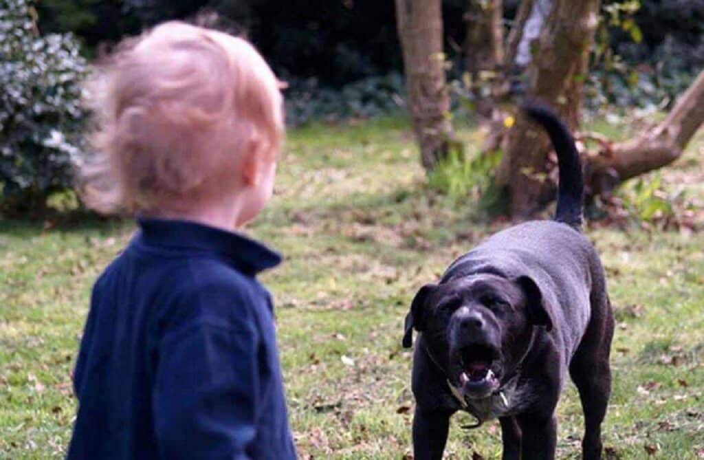 Bambina morsa al volto dal cane