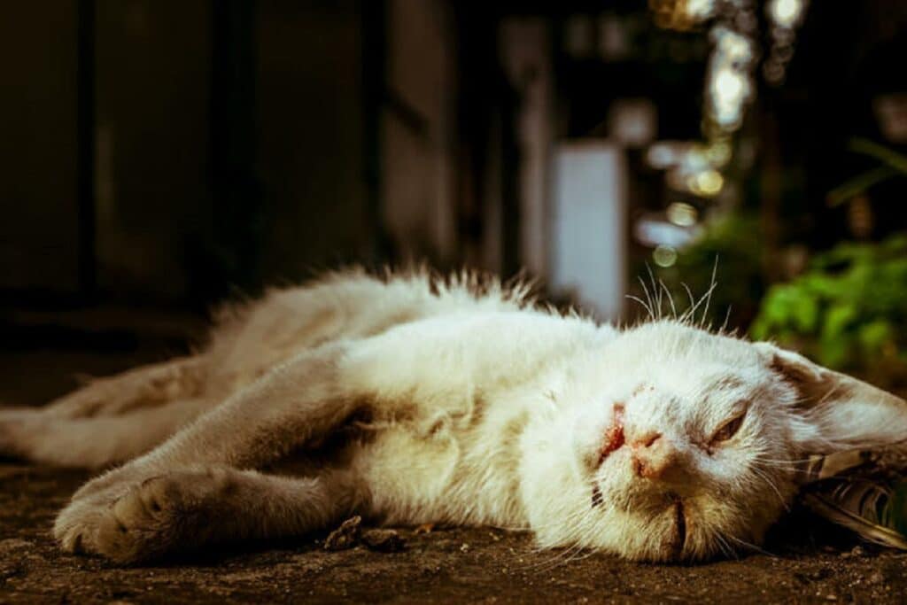 Catania, 33enne uccide gatto