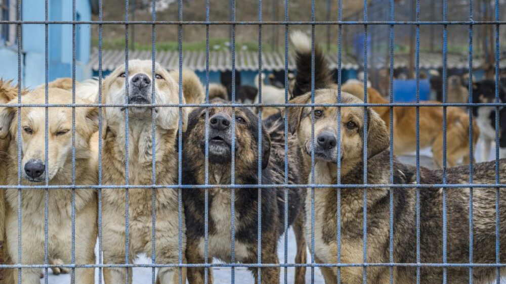 Alberobello, chi adotta un cane nel canile non paga la Tari