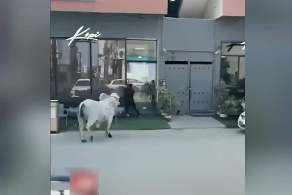 Una scena tanto assurda quanto esilarante quella di un toro in fuga rifugiatosi in una steakhouse. Sia l'animale che le persone all'interno per fortuna stanno bene