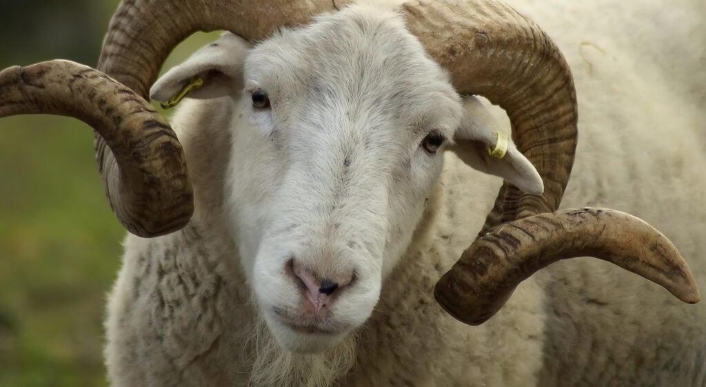 Drogato di metanfetamina fa sesso con un montone: arrestato