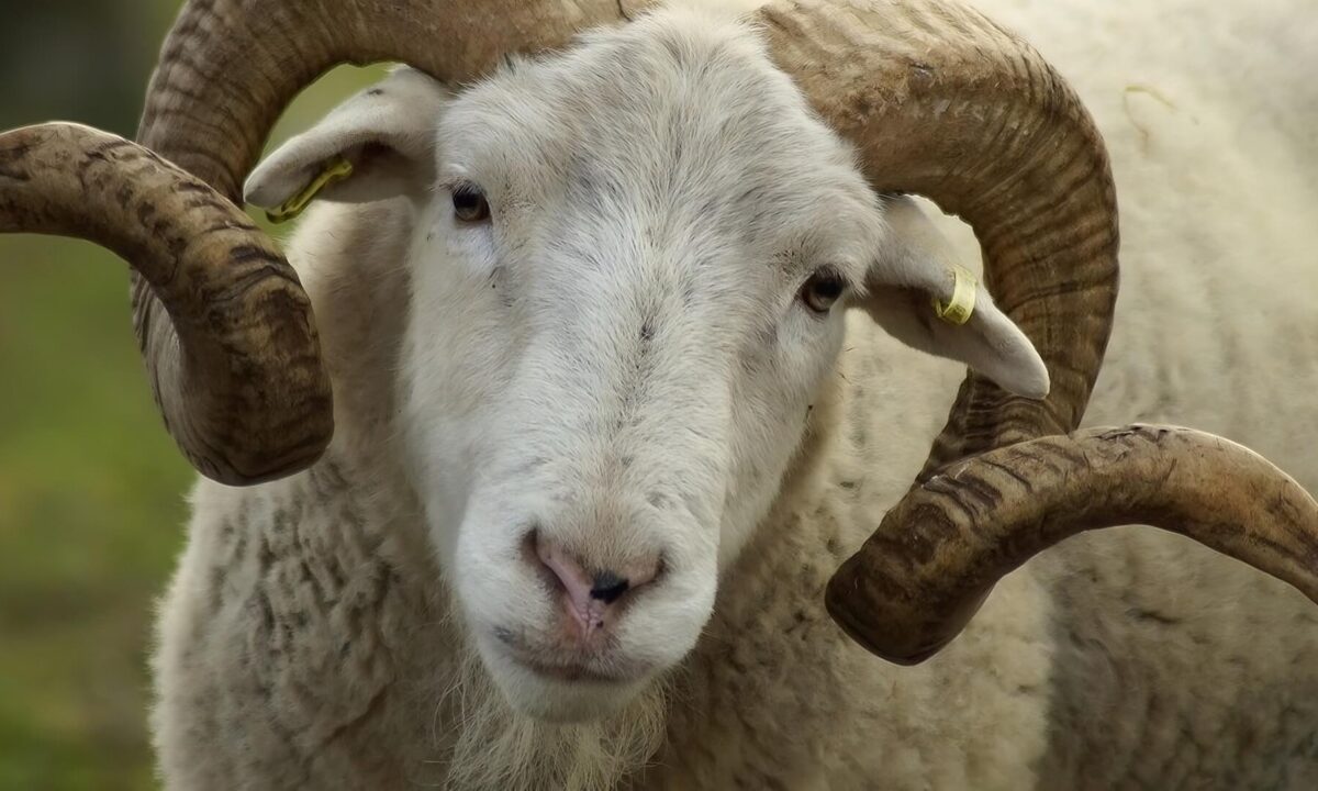 Drogato di metanfetamina fa sesso con un montone: arrestato