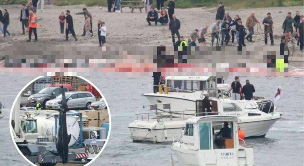 Crociera da incubo nelle isole Faroe durante il grindadrap