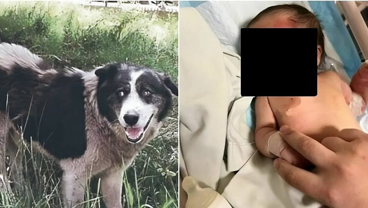 Cane randagio salva neonata dentro il sacco della spazzatura