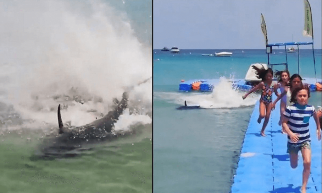 Aiuto, uno squalo a riva! (VIDEO) i bagnanti fuggono terrorizzati, poi scoprono la verità