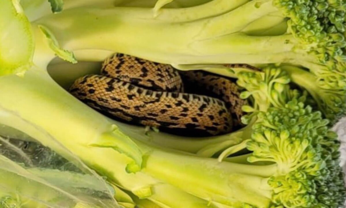 Apre la custodia della confezione dei broccoli e scopre un rettile