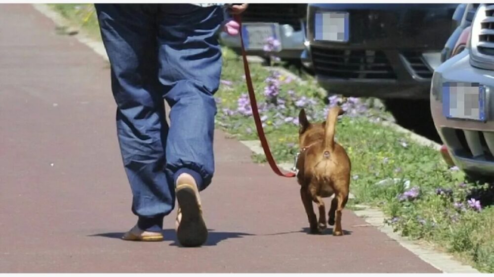 Dog sitter fa sopprimere il cane mentre il padrone è in vacanza, poi gli presenta il conto