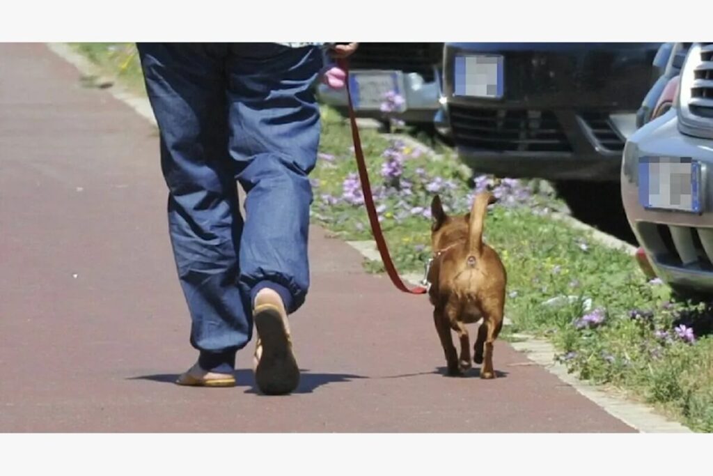Dog sitter fa sopprimere il cane mentre il padrone è in vacanza, poi gli presenta il conto