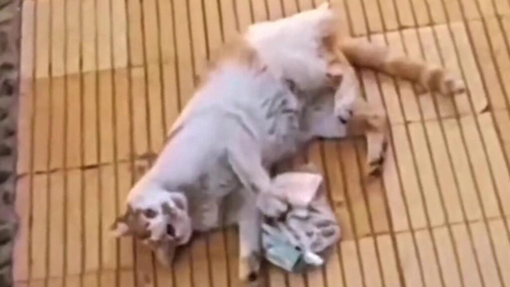 Il VIDEO ha fatto quasi due milioni di visualizzazioni