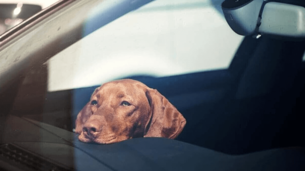 Il cane è in auto sotto il sole, la proprietaria in spiaggia L'animale stava per morire