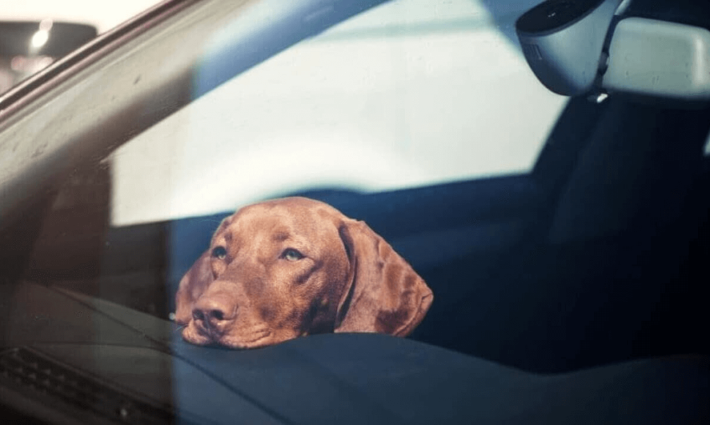 Il cane è in auto sotto il sole, la proprietaria in spiaggia L'animale stava per morire