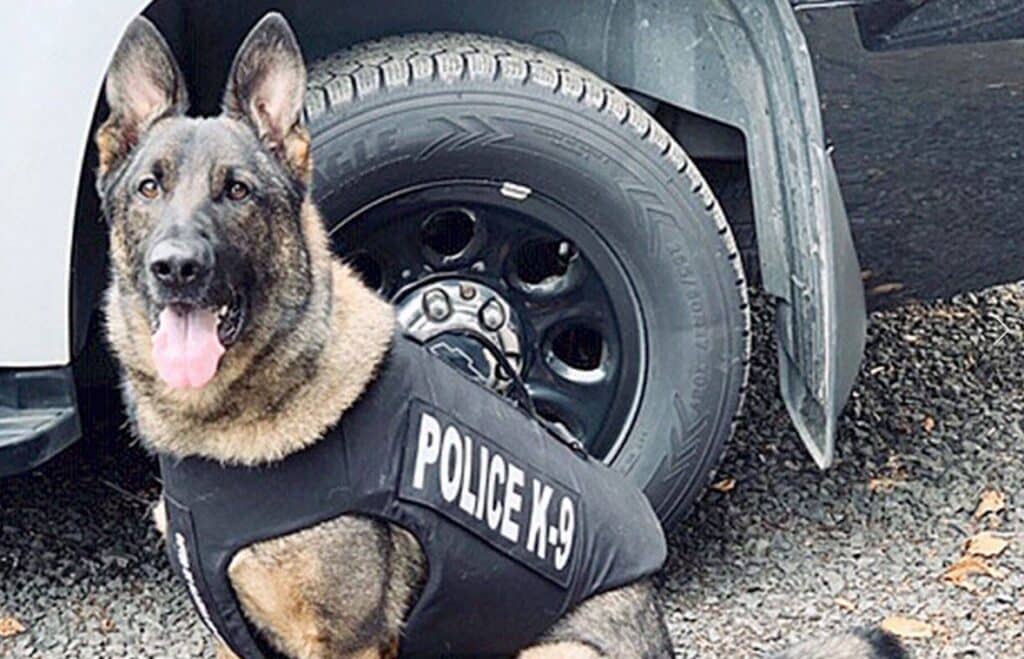 Un uomo del Delaware, in chiaro stato di ebrezza, ha iniziato a mordere un cane poliziotto per sfuggire alla cattura degli agenti che lo avevano fermato per guida sospetta