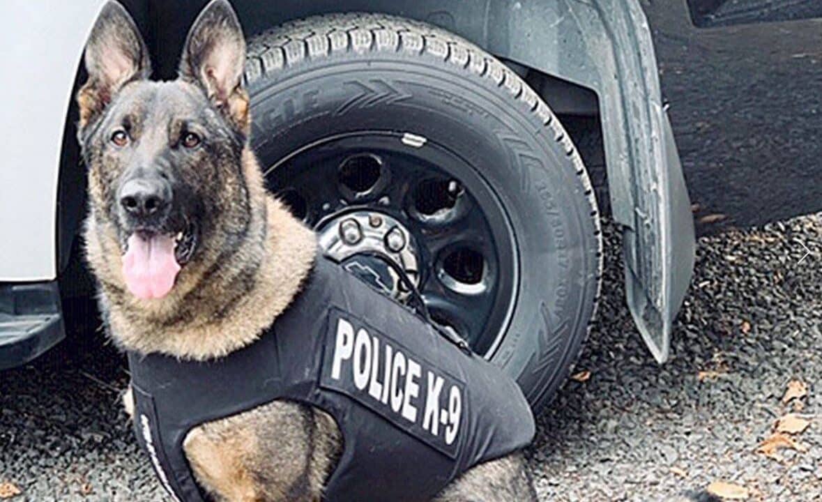 Un uomo del Delaware, in chiaro stato di ebrezza, ha iniziato a mordere un cane poliziotto per sfuggire alla cattura degli agenti che lo avevano fermato per guida sospetta