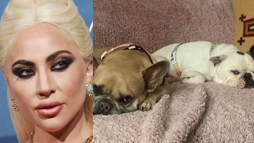 Lady Gaga non dovrà pagare la ricompensa alla donna che trovò i due Bulldog: il motivo
