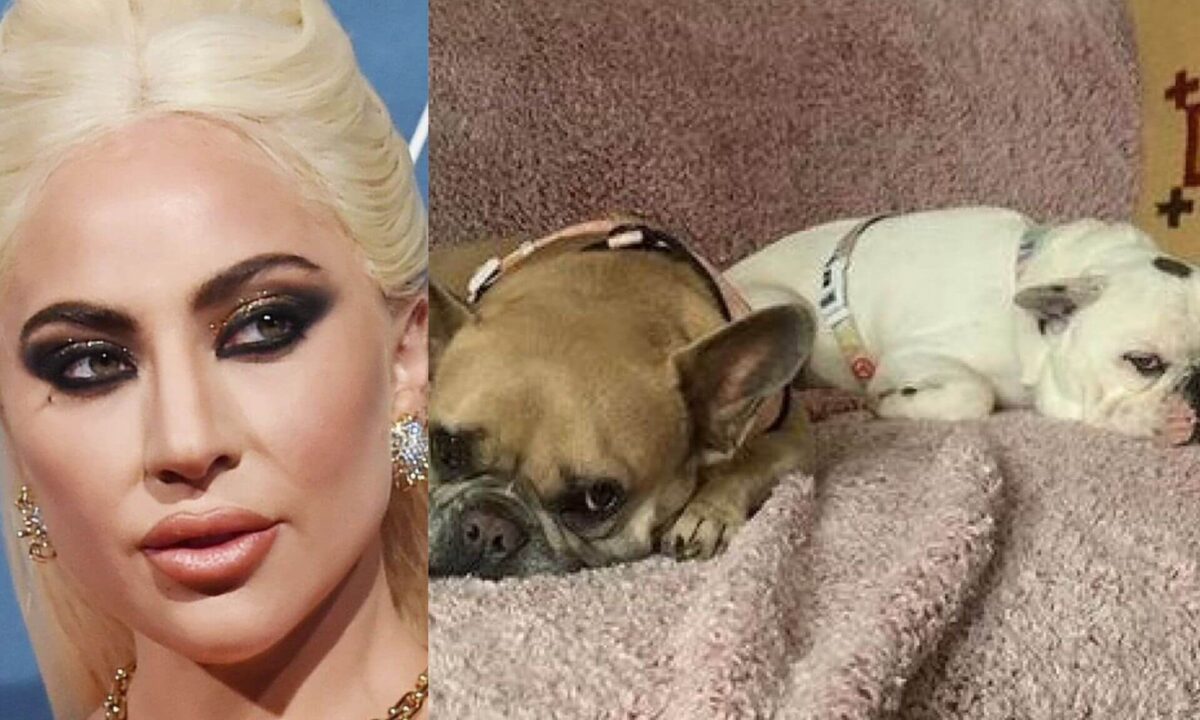 Lady Gaga non dovrà pagare la ricompensa alla donna che trovò i due Bulldog: il motivo