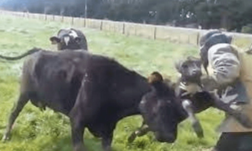 Mucche attaccano gruppo di turisti feriti due escursionisti, la ricostruzione