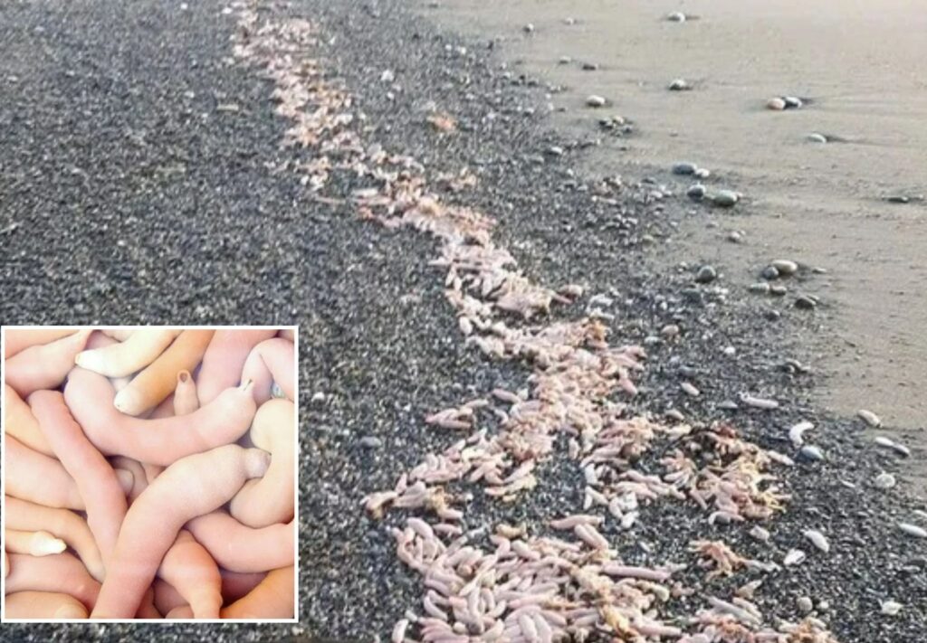 Ha fatto grande scalpore in Argentina il ritrovamento di un migliaio di "pesci-pene" portati a riva, su una spiaggia nei pressi di Río Grande