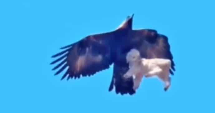 aquila uccide cagnolino